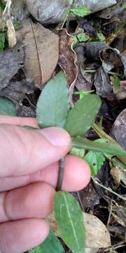 Odontochilus lanceolatus (Lindl.) Blume resmi