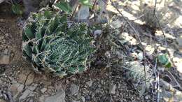 Image of Haworthia decipiens var. virella M. B. Bayer