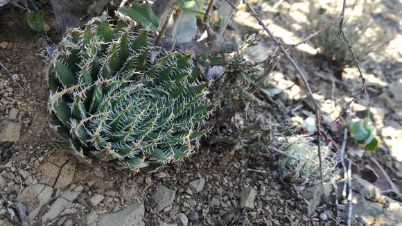 Image of Haworthia decipiens var. virella M. B. Bayer