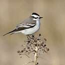 Image of Black-crowned Monjita