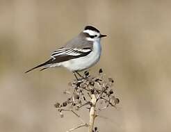 Image of Black-crowned Monjita