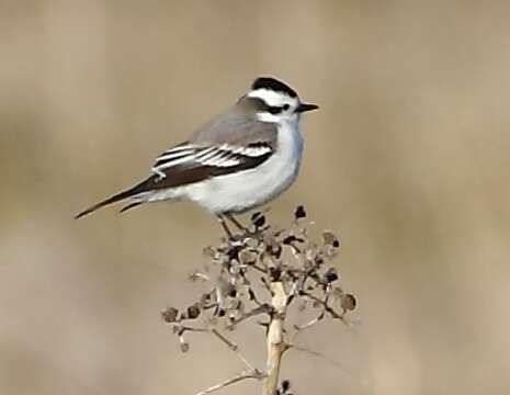 Image of Black-crowned Monjita