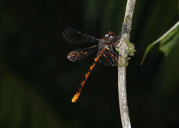 Image of Ochre-tipped Darner