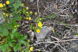 Image of Potentilla crantzii subsp. gelida (C. A. Mey.) J. Soják