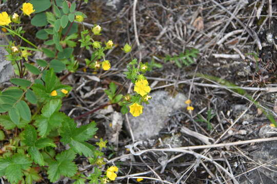 Слика од Potentilla crantzii subsp. gelida (C. A. Mey.) J. Soják