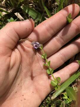 صورة Lindernia grandiflora Nutt.