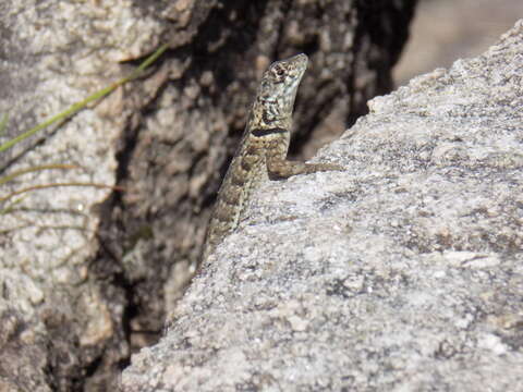 صورة Tropidurus etheridgei Cei 1982