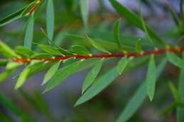 صورة Callistemon rigidus R. Br.