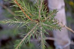 صورة Callistemon paludosus F. Müll.