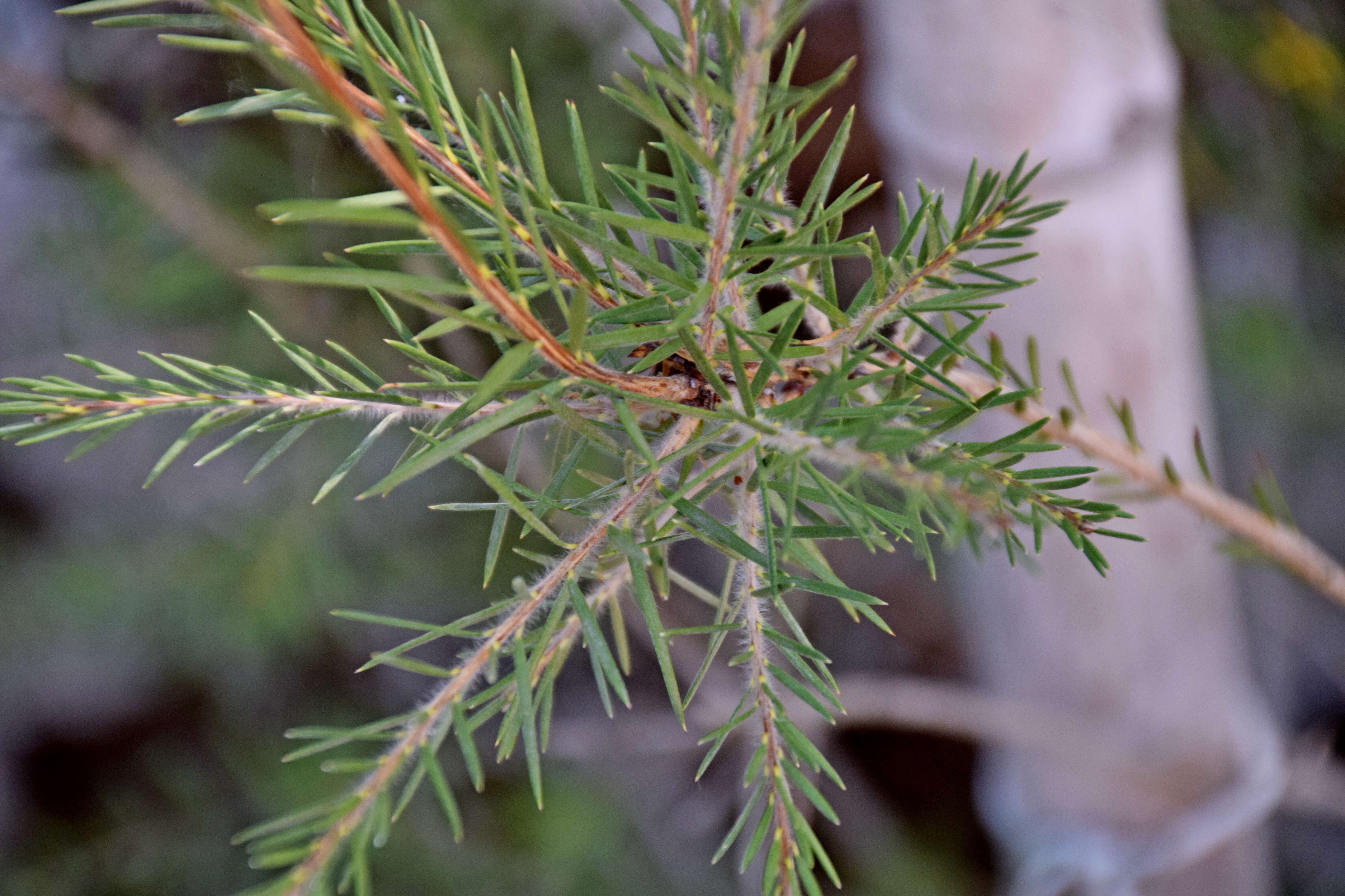 صورة Callistemon paludosus F. Müll.