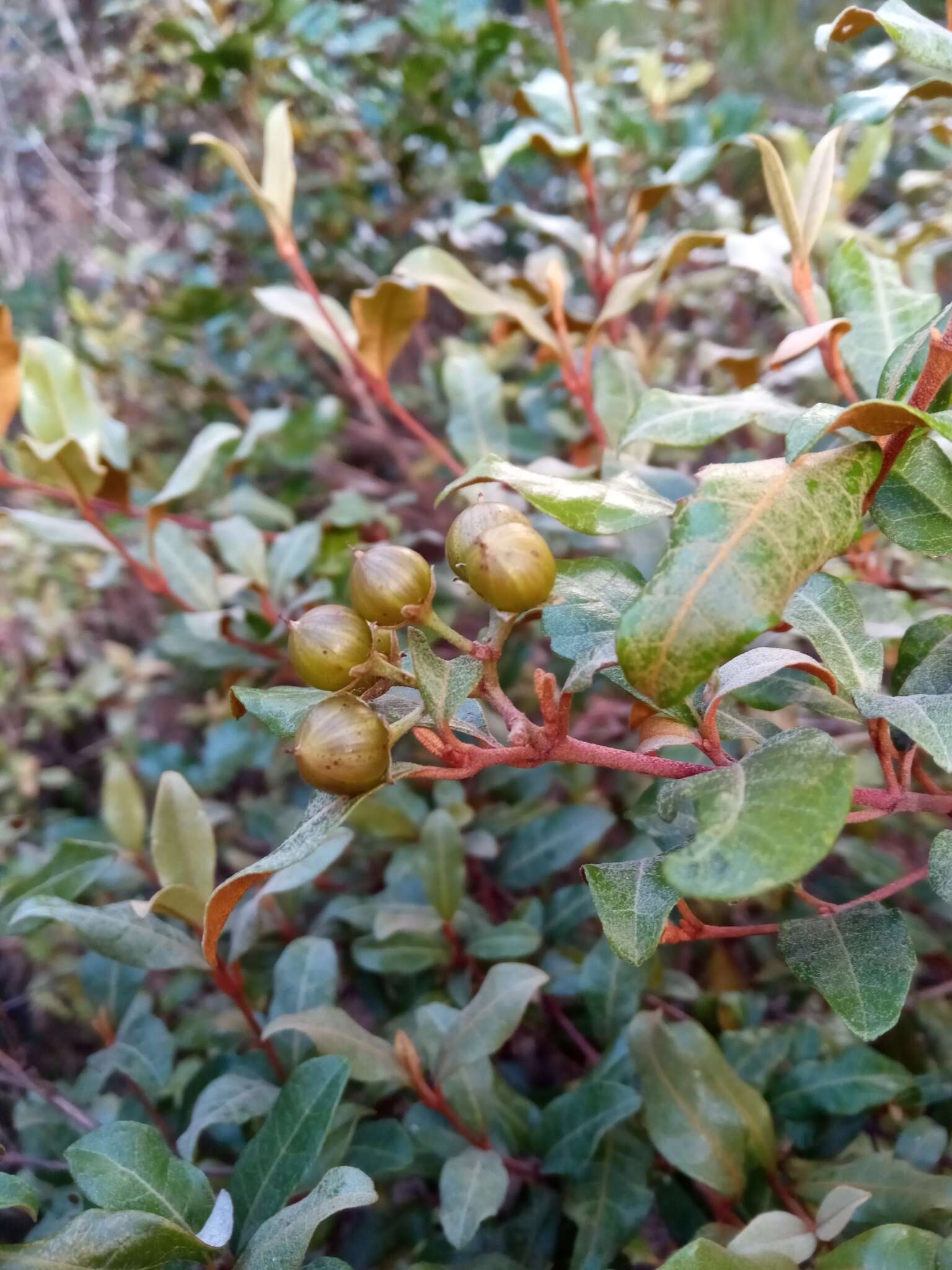 Image of Psorospermum ferrovestitum Baker