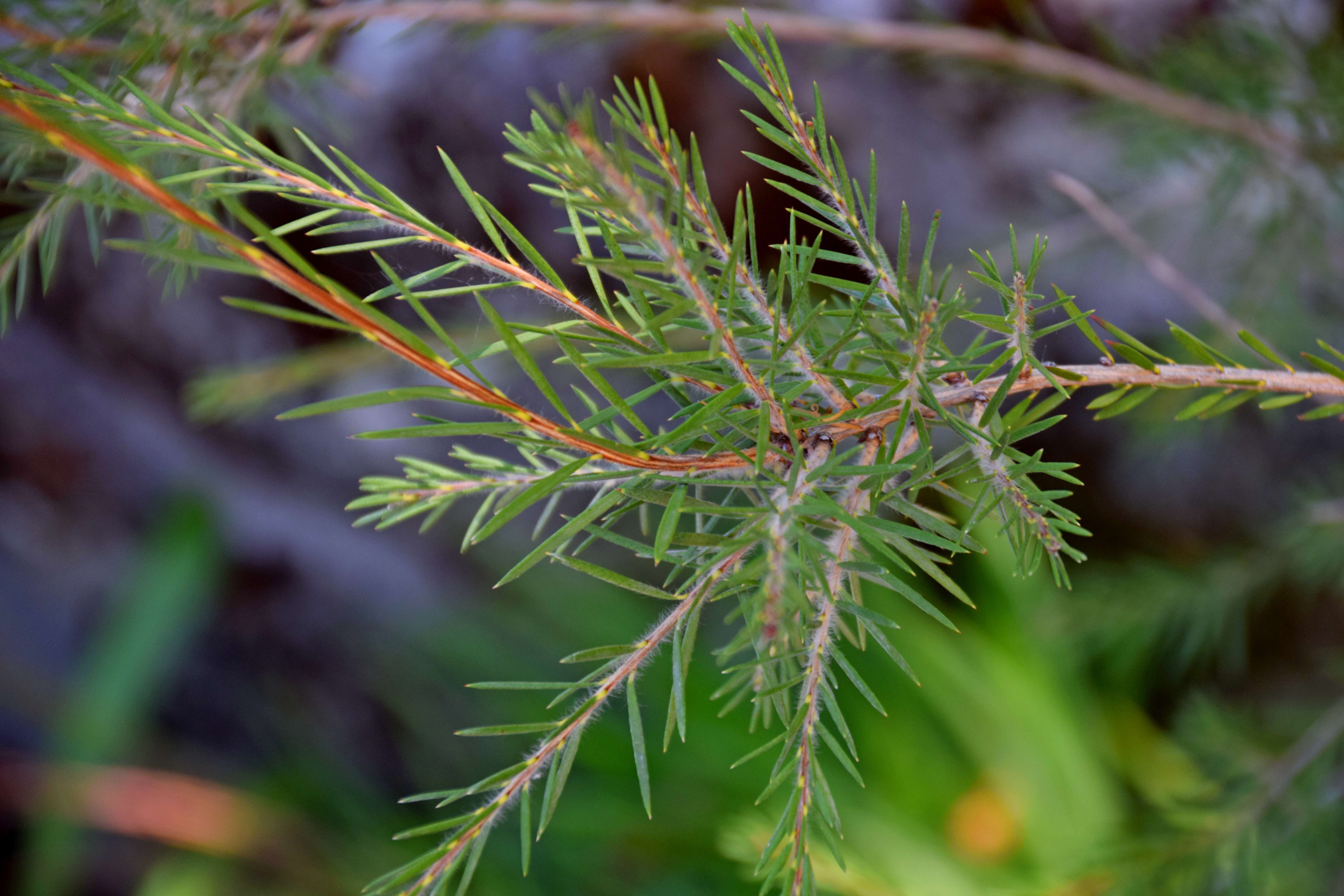 صورة Callistemon paludosus F. Müll.