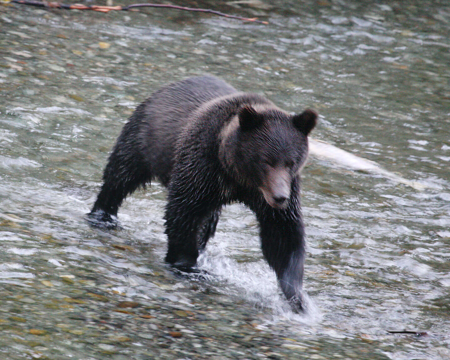 Image of grizzly bear