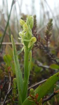 Image of Northern green orchid