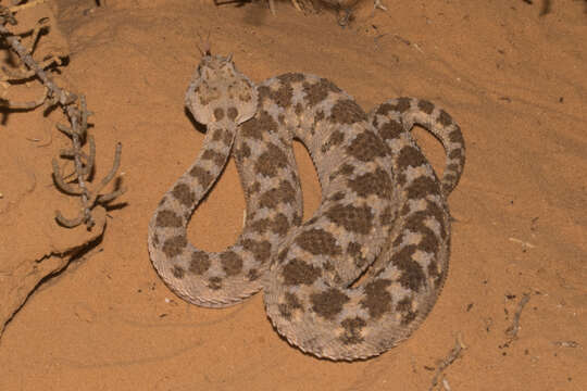 Image of Saharan horned viper