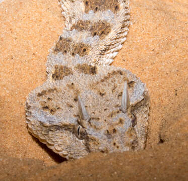 Image of Saharan horned viper