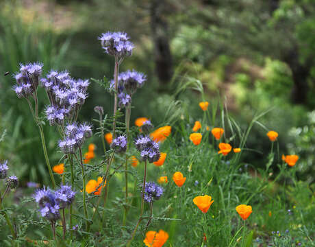 Plancia ëd Phacelia tanacetifolia Benth.