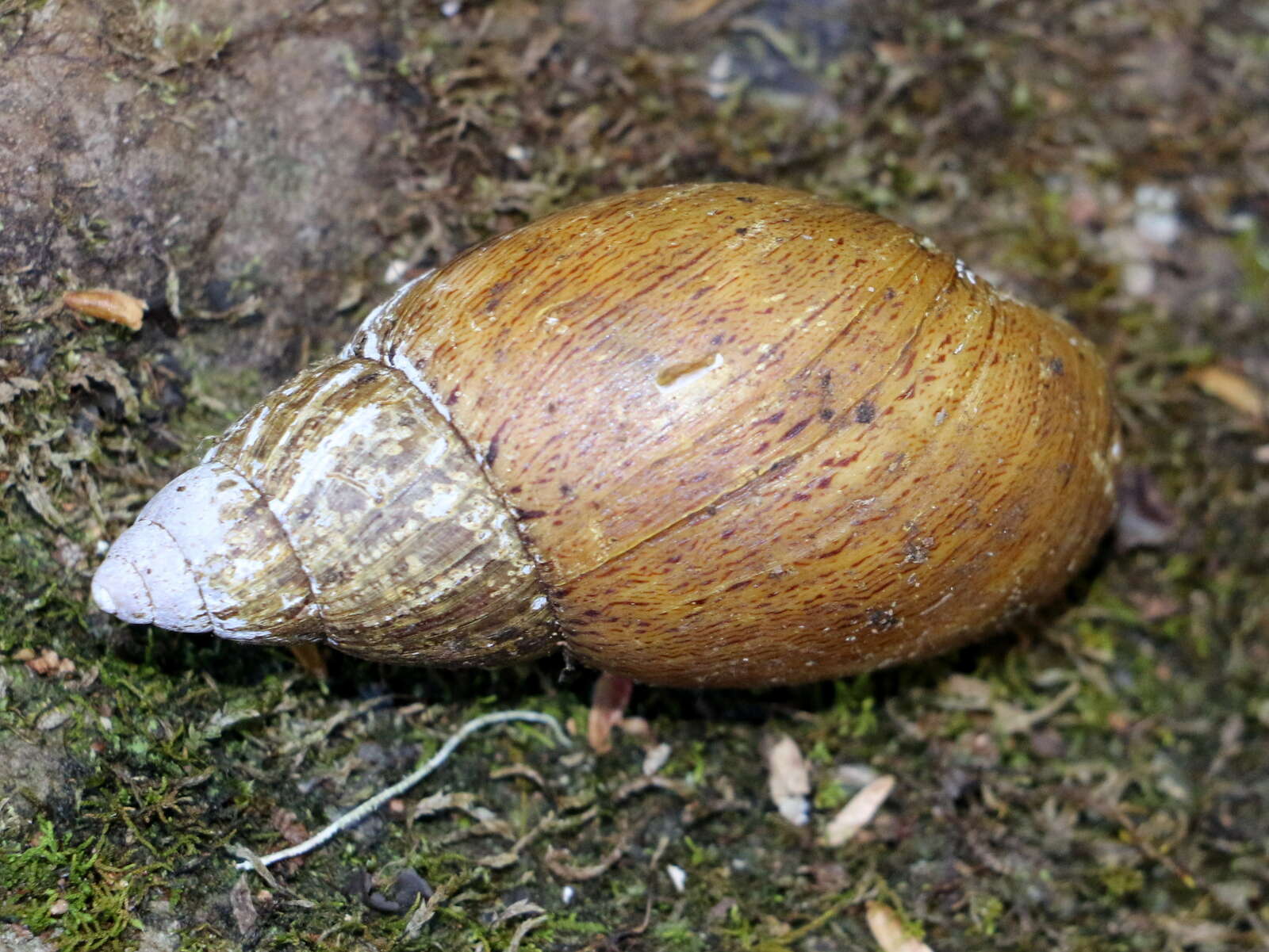 Image of Pygmipanda atomata (Gray 1834)