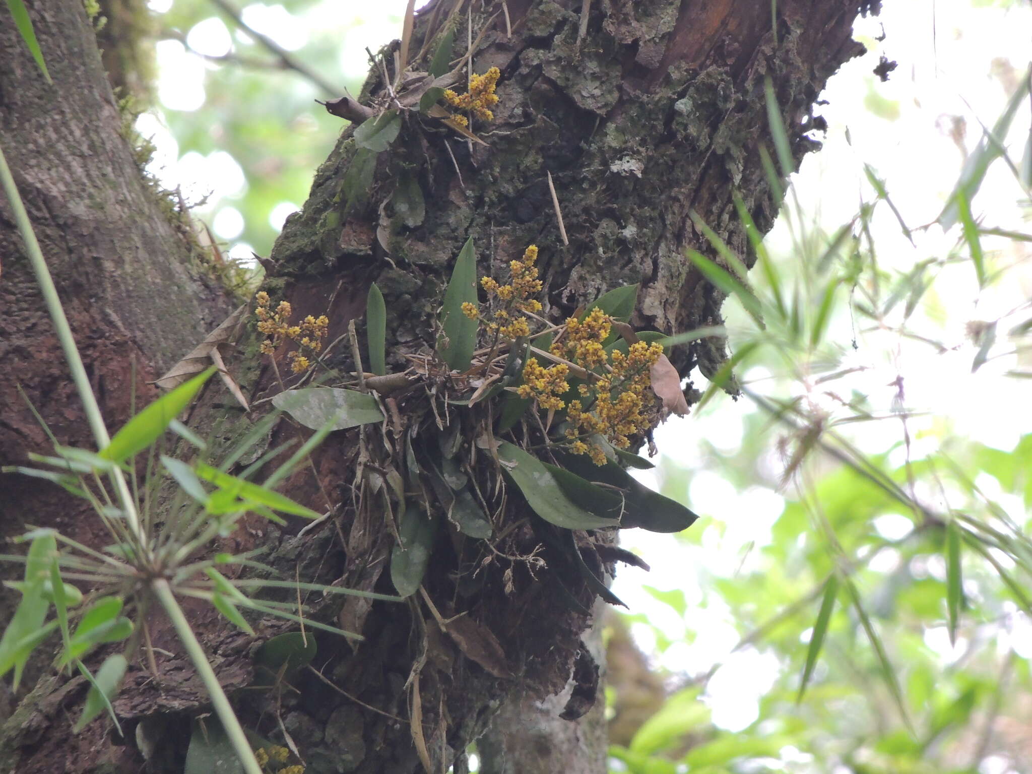 Image de Trichocentrum pumilum (Lindl.) M. W. Chase & N. H. Williams