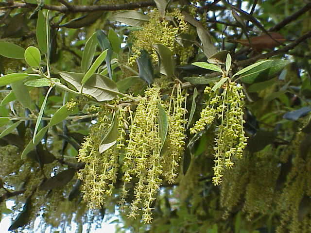 Image of Holm Oak