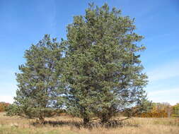 Image of Chinese Juniper