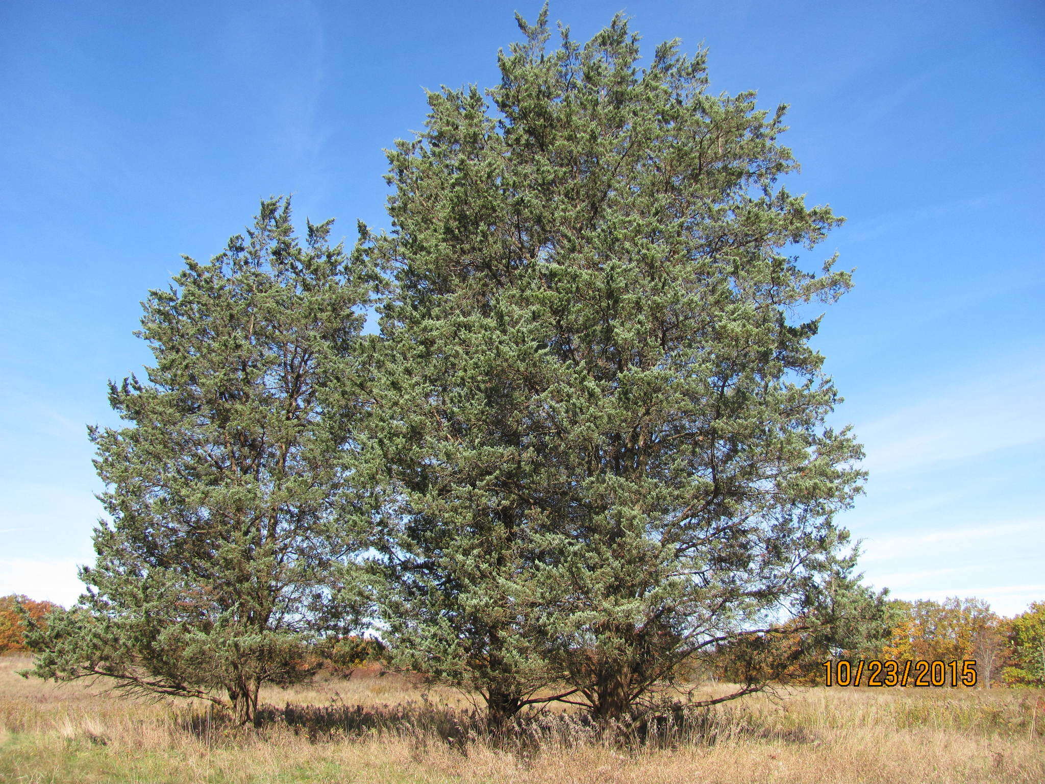 Image of Chinese Juniper