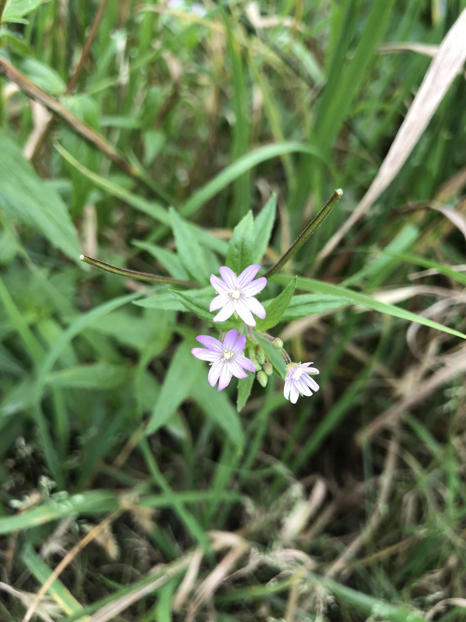 Imagem de Epilobium brevifolium subsp. trichoneurum (Hausskn.) Raven