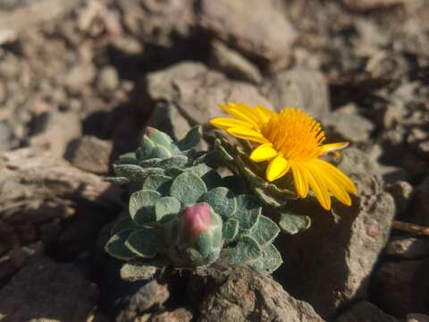 Image of Chaetanthera kalinae A. M. R. Davies