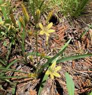 Image of Dudley's triteleia