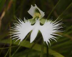 Pecteilis radiata (Thunb.) Raf. resmi