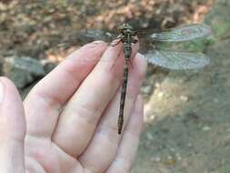 Image of Spotted Darners