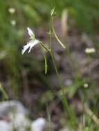 Image of Fringed orchid