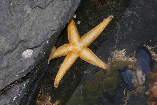 Image of northern Pacific sea star