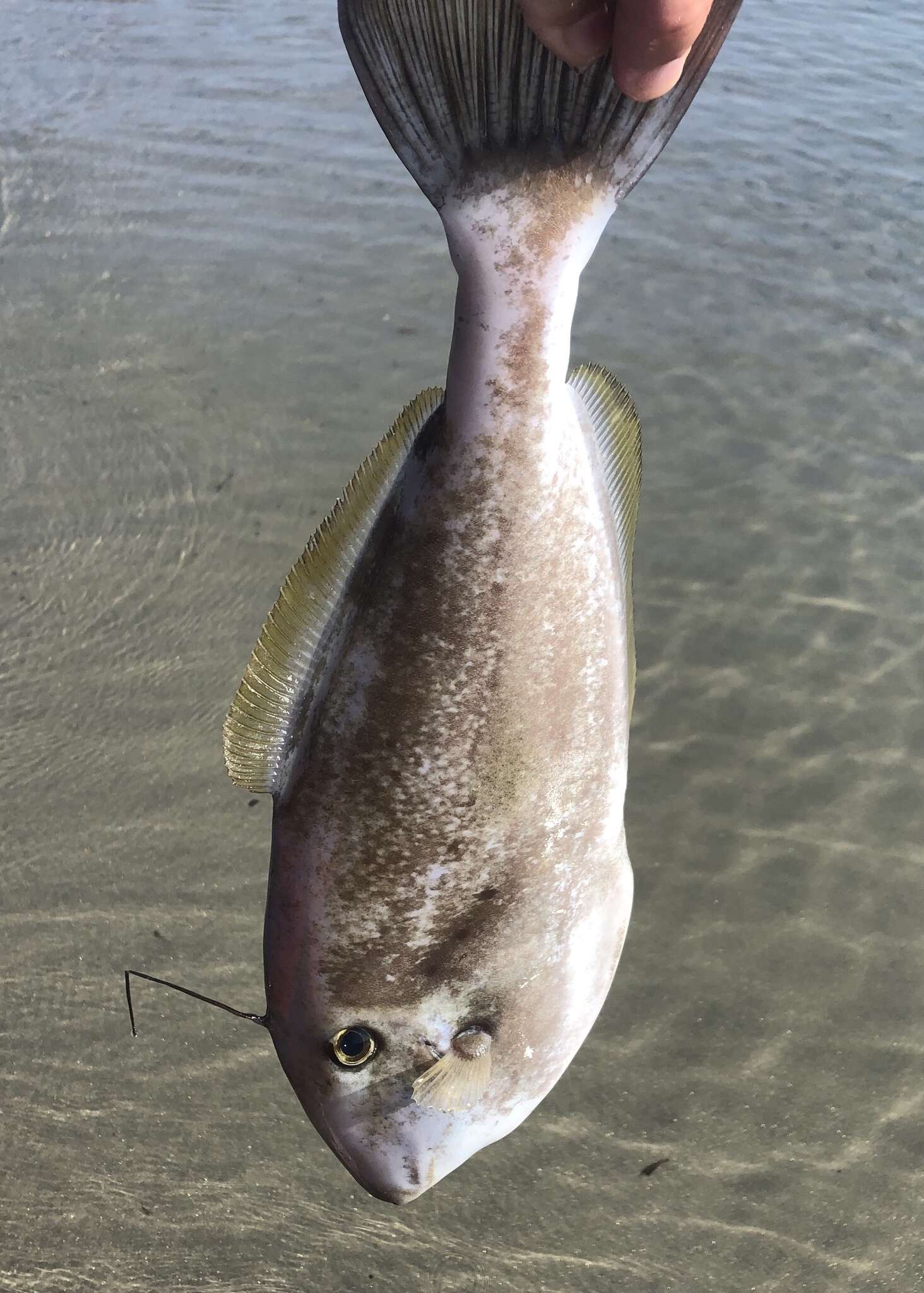 Image of Batfish