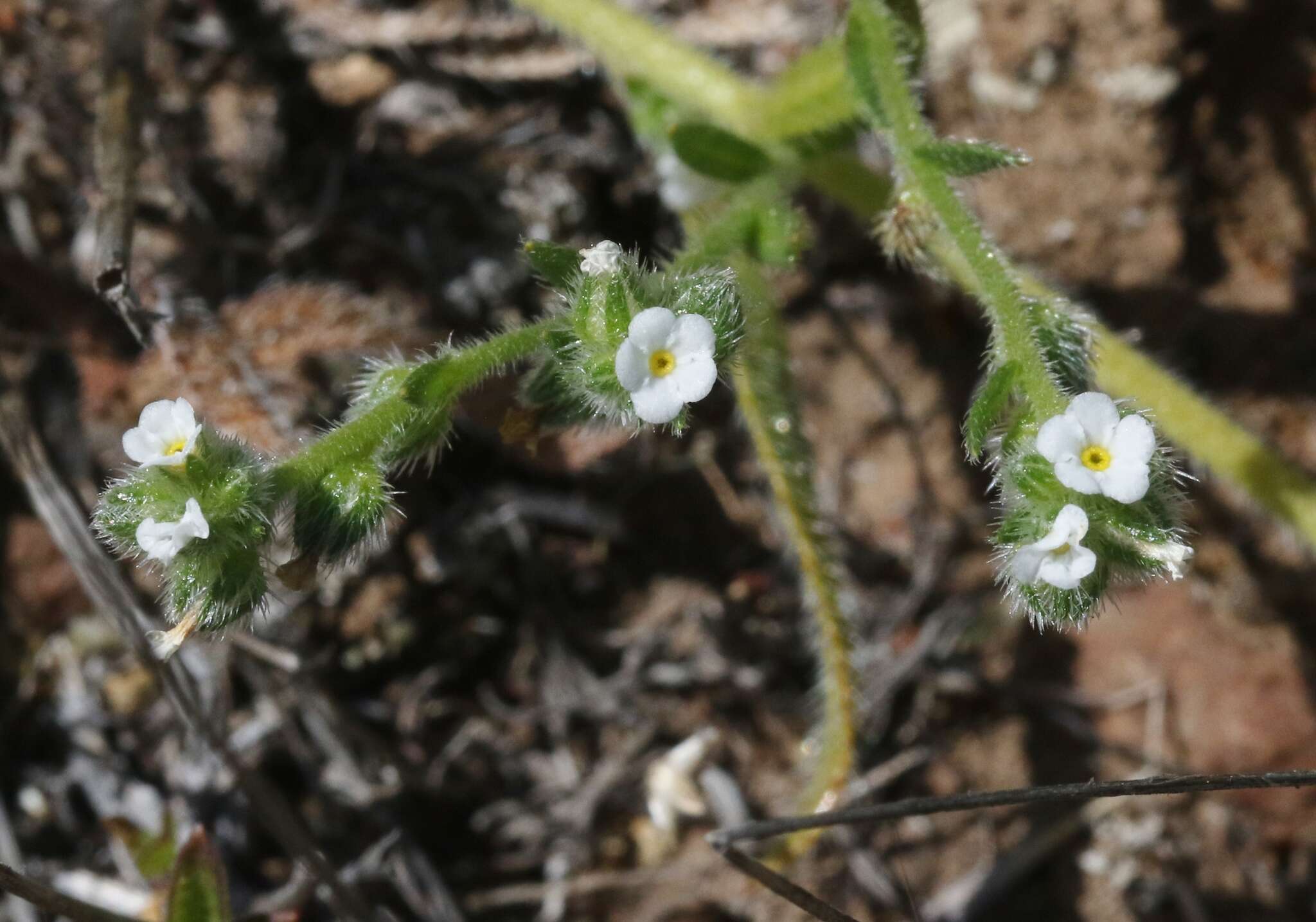 Plancia ëd Plagiobothrys collinus (Phil.) I. M. Johnst.