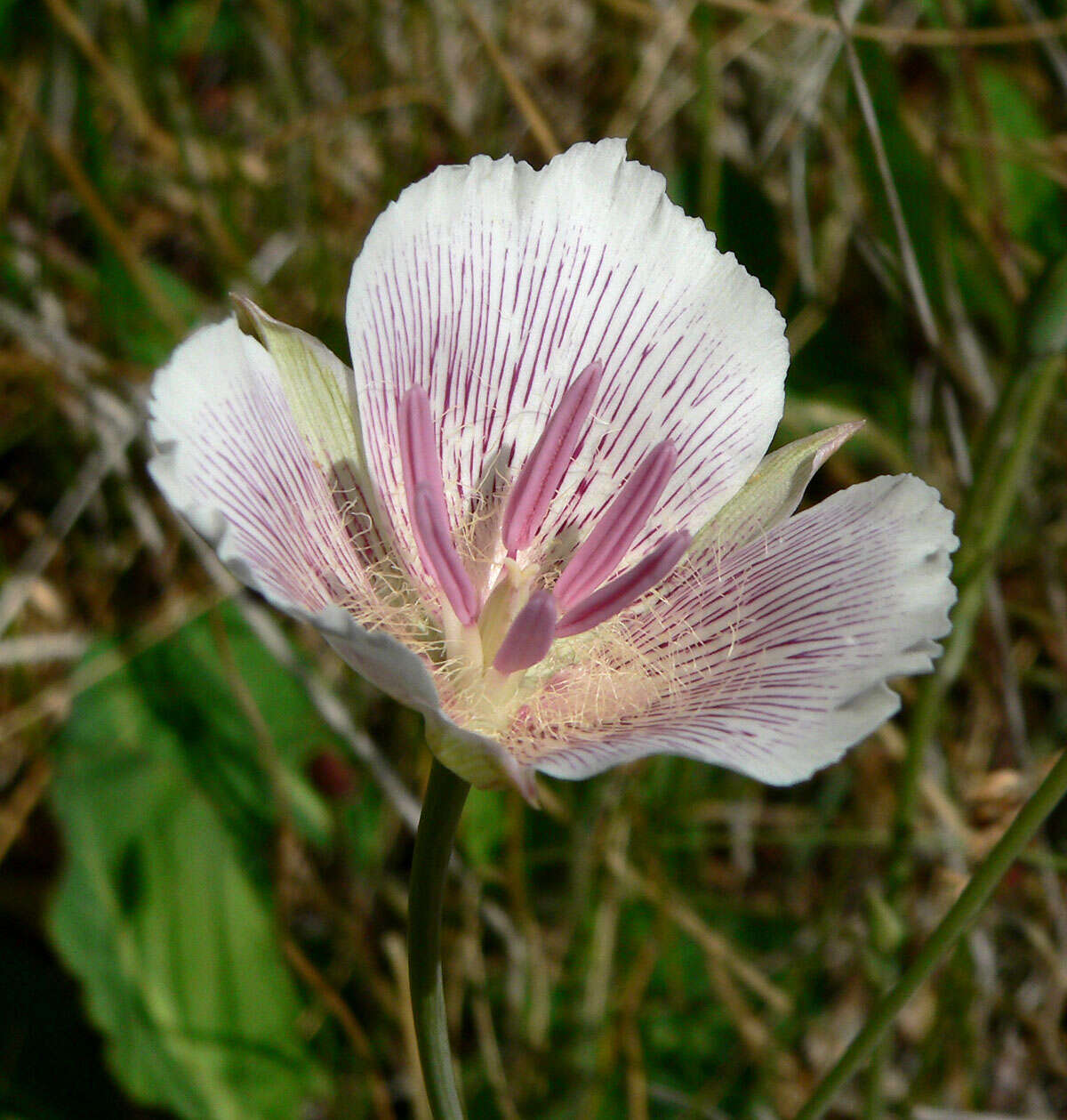 Calochortus striatus Parish resmi