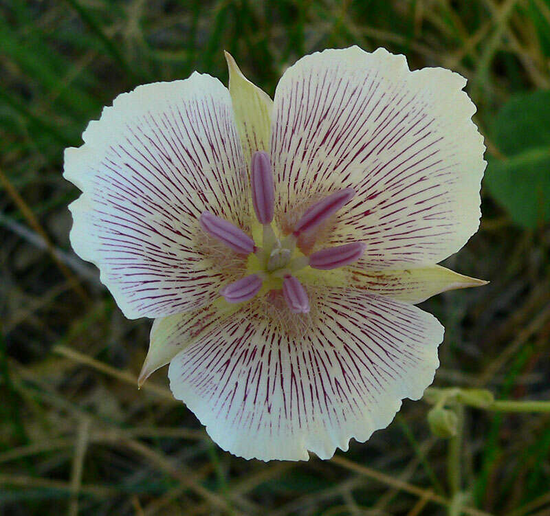 Calochortus striatus Parish resmi