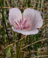 Calochortus striatus Parish resmi