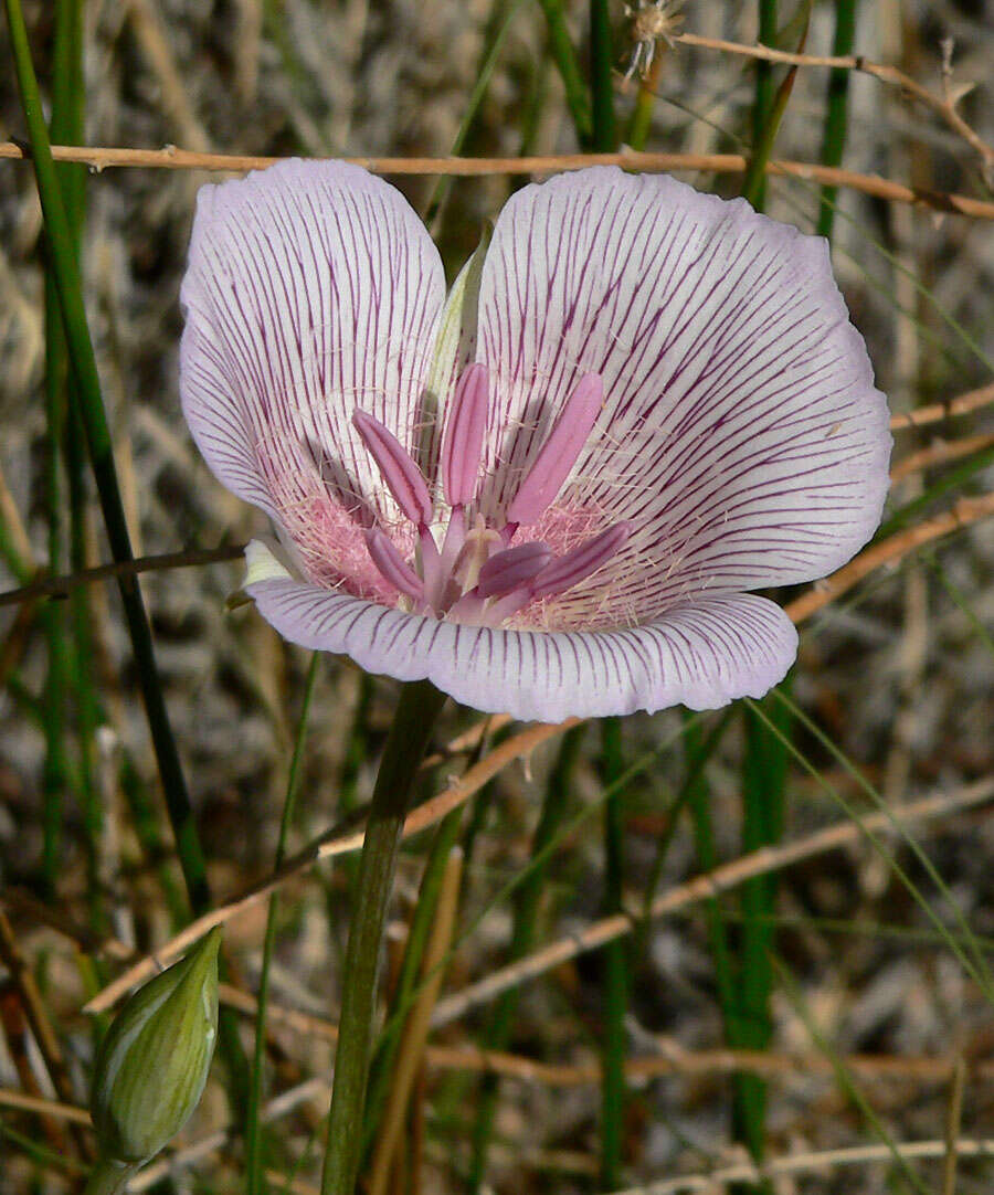 Calochortus striatus Parish resmi