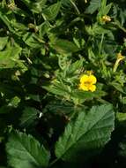 Image of muskflower