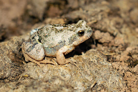 Image of Weeping Frog