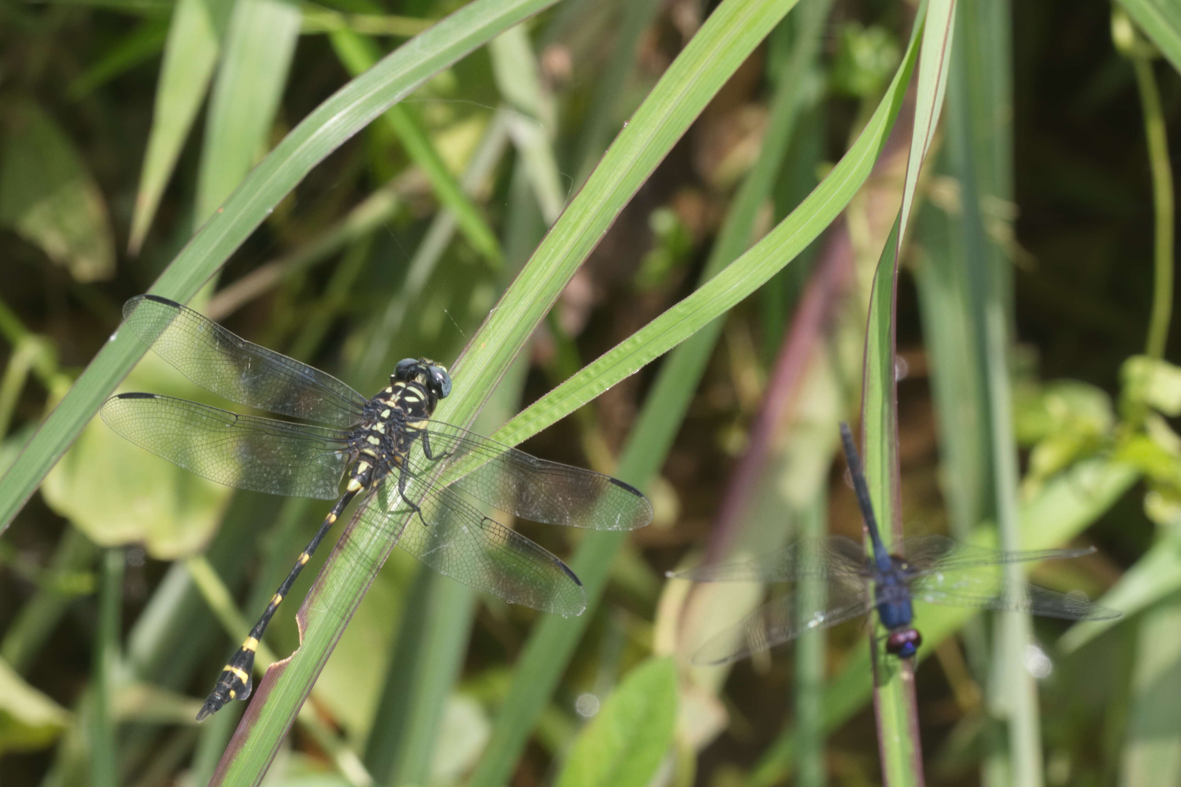 صورة Ictinogomphus rapax (Rambur 1842)