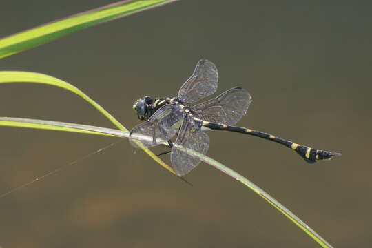 صورة Ictinogomphus rapax (Rambur 1842)