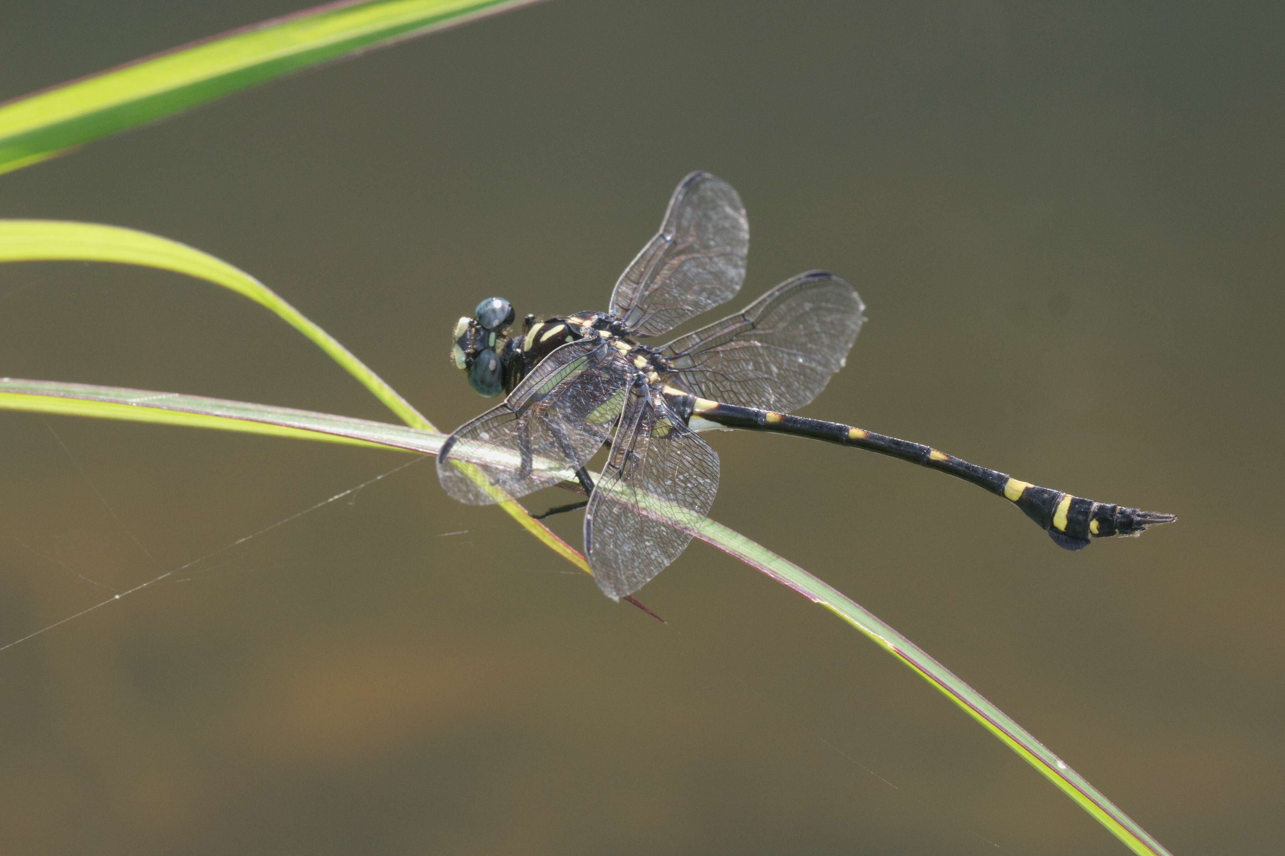 صورة Ictinogomphus rapax (Rambur 1842)