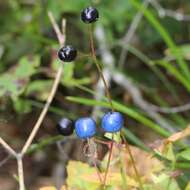 Image of Clintonia udensis Trautv. & C. A. Mey.