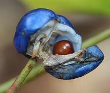 Image of Clintonia udensis Trautv. & C. A. Mey.