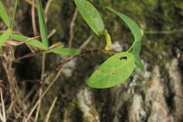 Image de Passiflora lindeniana Planch. ex Triana & Planch.