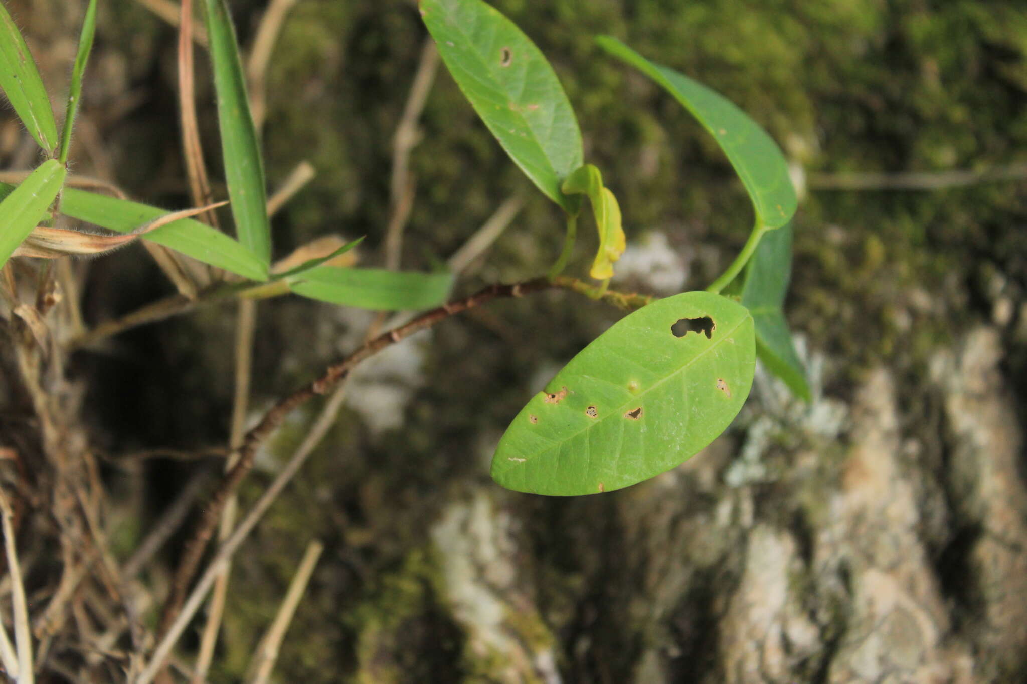 Imagem de Passiflora lindeniana Planch. ex Triana & Planch.