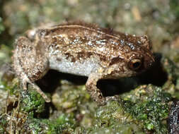 Image of Hosmer's Frog