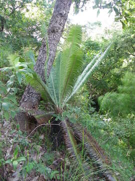 Image of Cycad